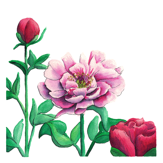 Peony deluxe card